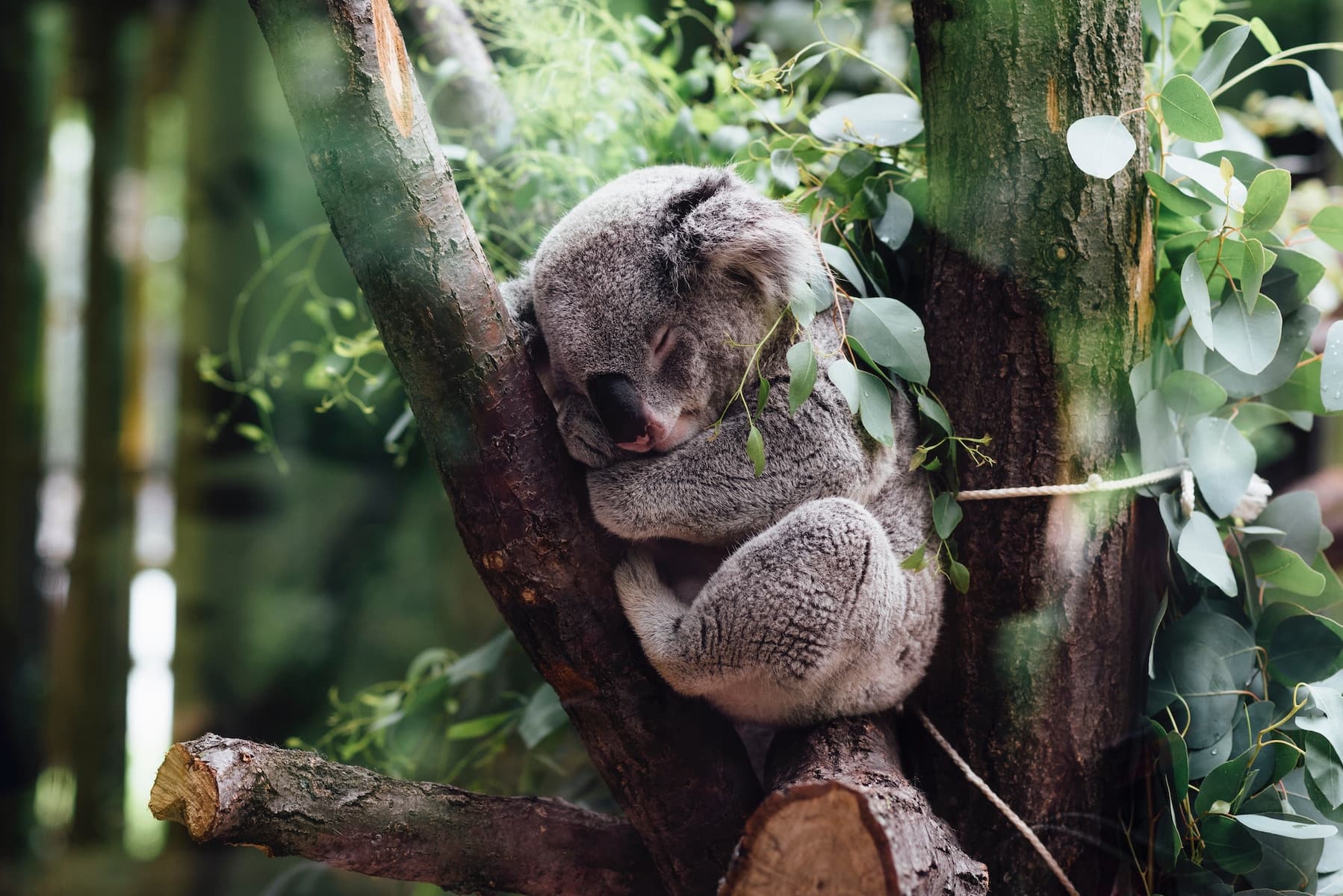 Covid, Koalas, and the Twitter Killer